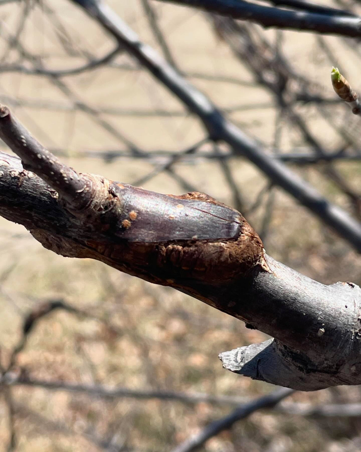 unwrapping graft unions from last year, image 7 of 8
