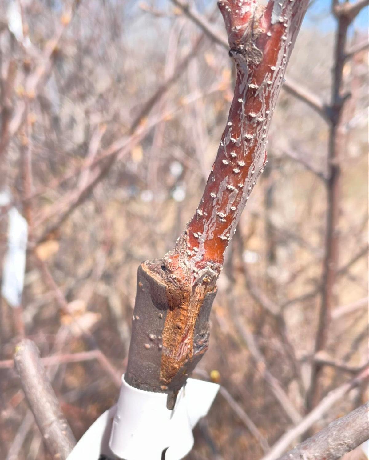 unwrapping graft unions from last year, image 8 of 8