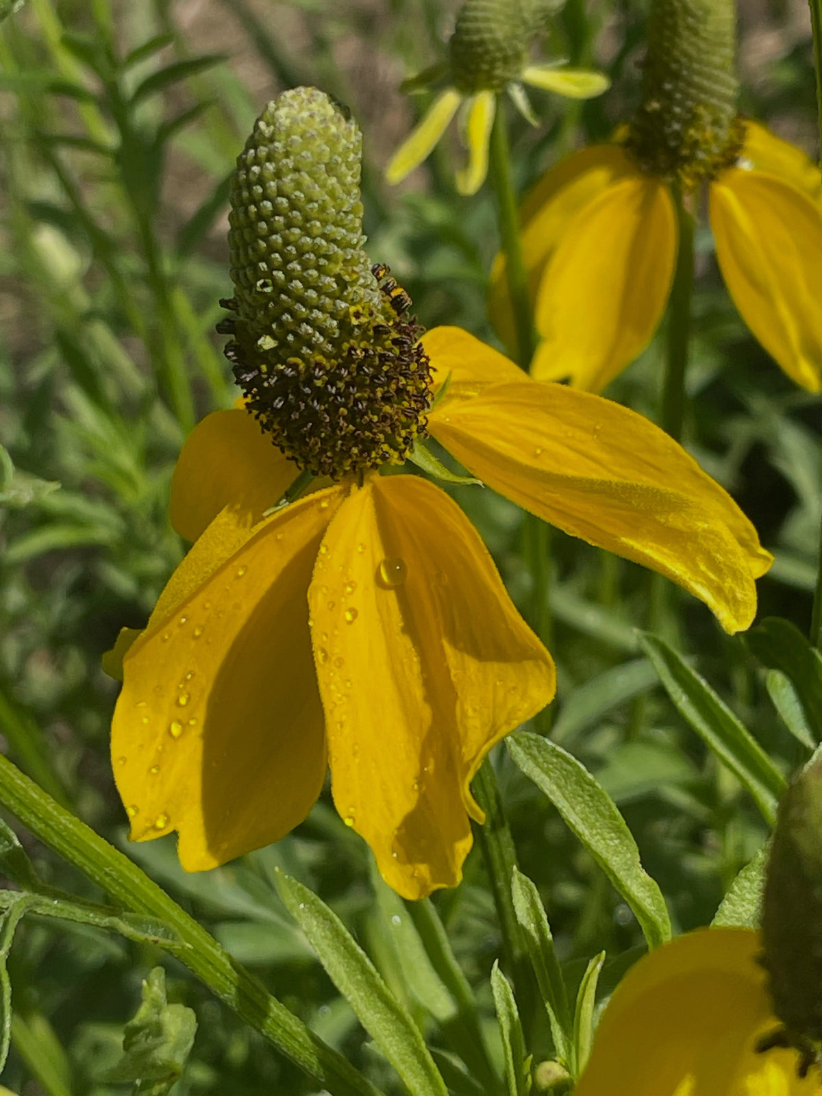 upright prairie coneflower, a bed of them here among our stock currants, planted last year, image 1 of 3