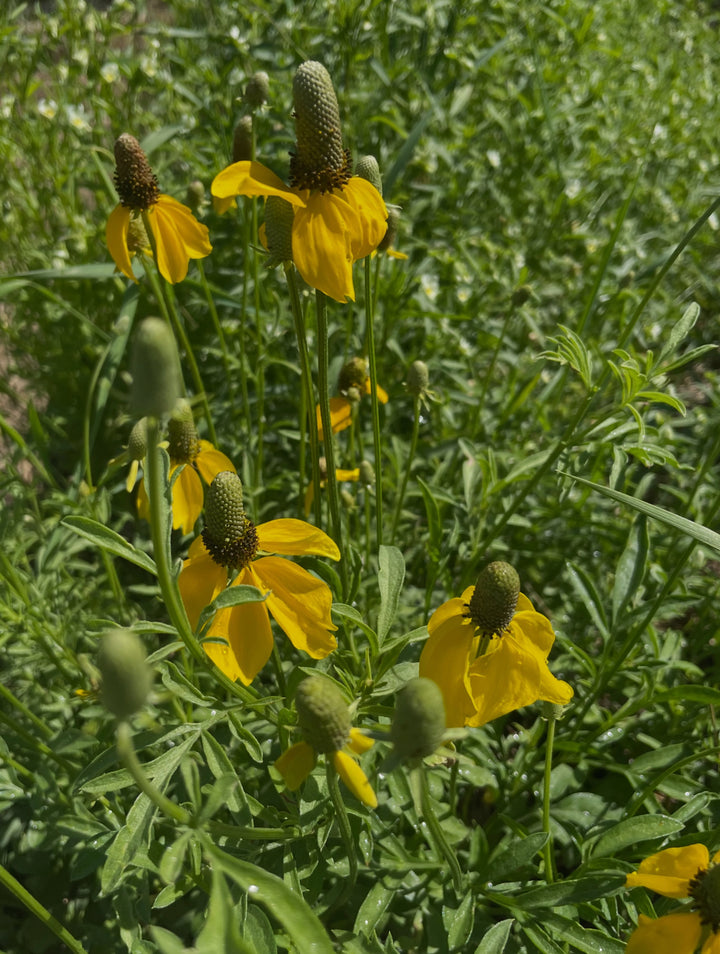 upright prairie coneflower, a bed of them here among our stock currants, planted last year, image 2 of 3