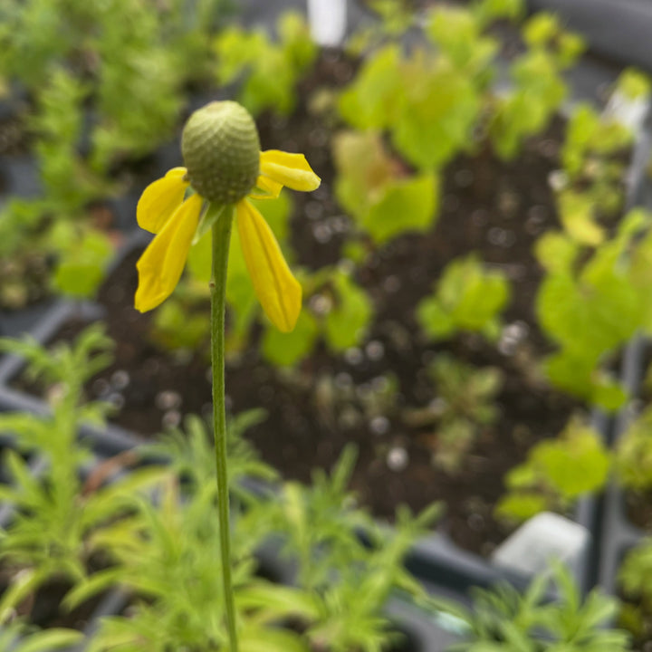 upright prairie coneflower, the fastest wildflower from seed to actually flower that I'm growing, image 1 of 3