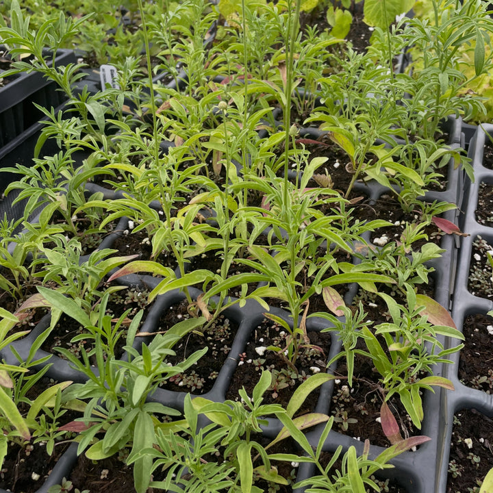 upright prairie coneflower, the fastest wildflower from seed to actually flower that I'm growing, image 2 of 3