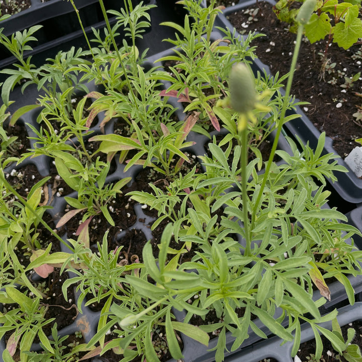 upright prairie coneflower, the fastest wildflower from seed to actually flower that I'm growing, image 3 of 3
