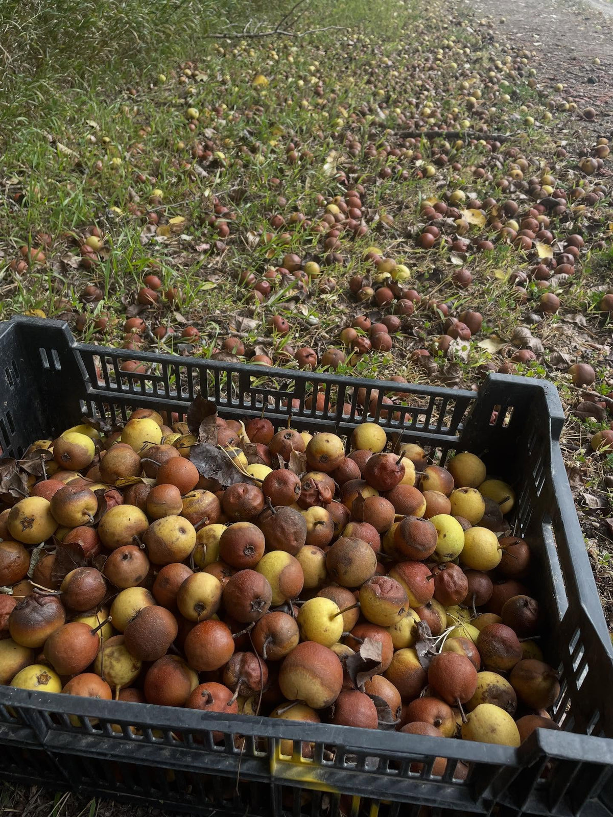 ussurian pear, filled some crates this morning