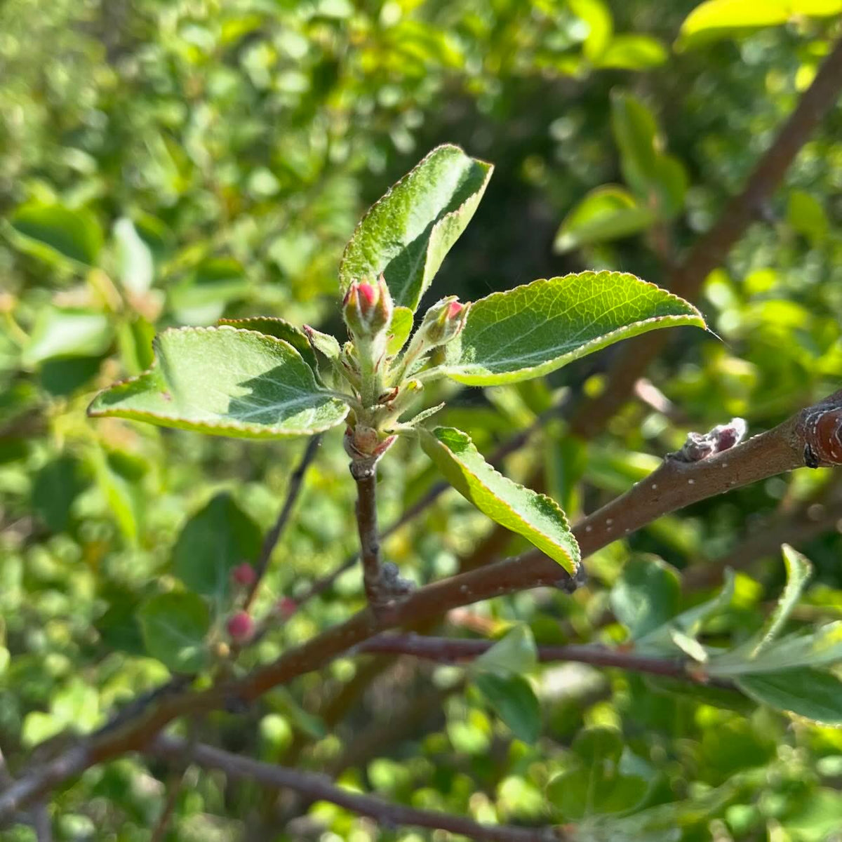 ussurian pear grafted on saskatoon in 2022 flowering in it’s third year