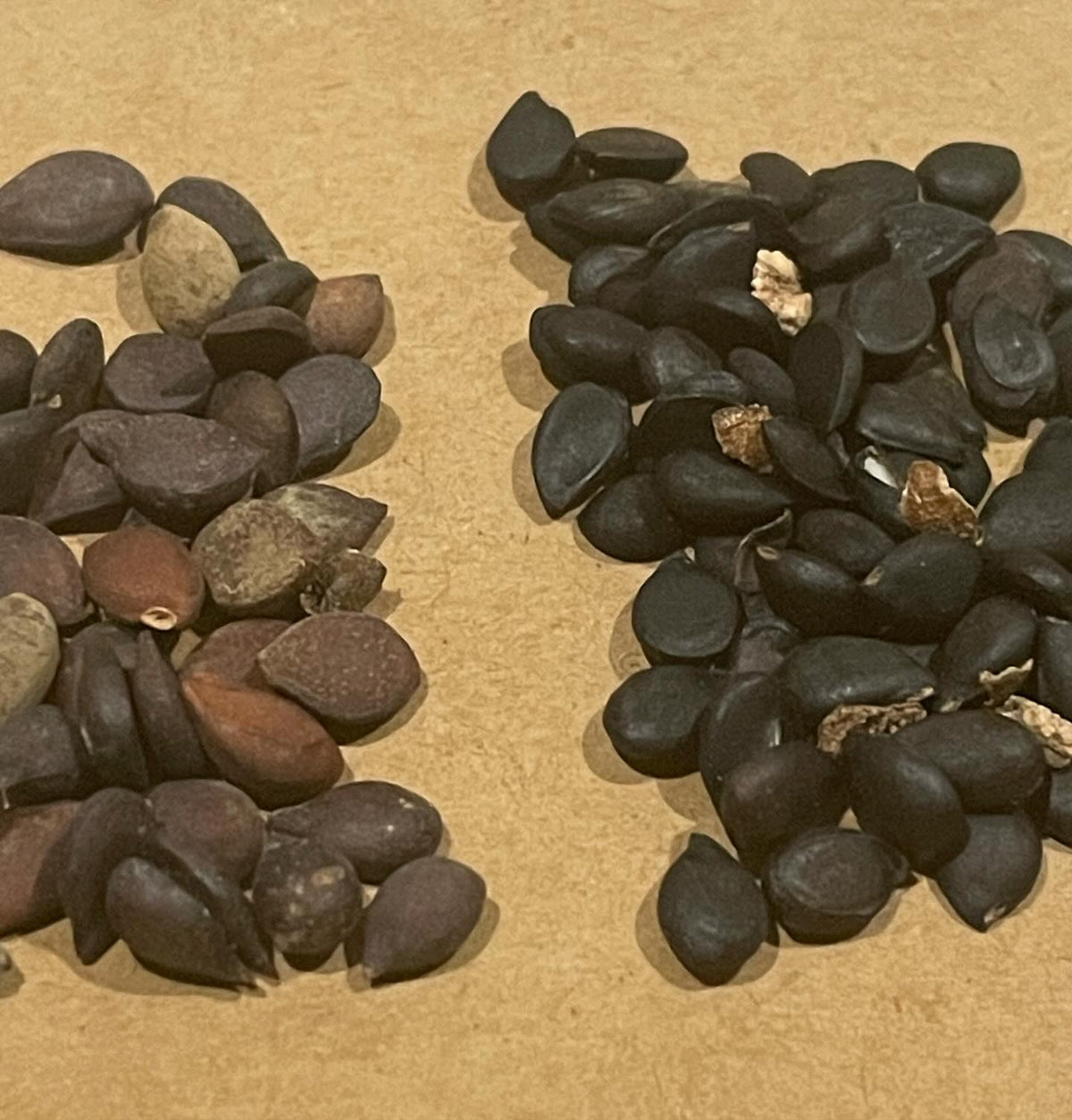 ussurian pear in two lots, on the left imported from china and the right collected locally, image 1 of 2