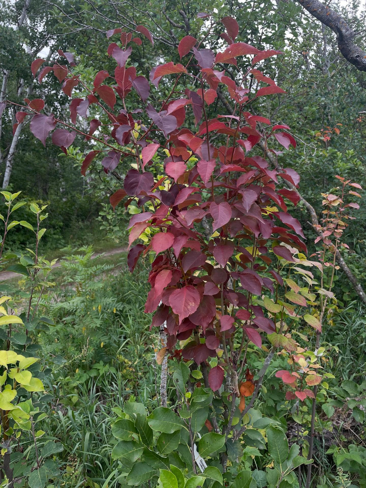ussurian pear on saskatoon gets this attractive red foliage by mid summer