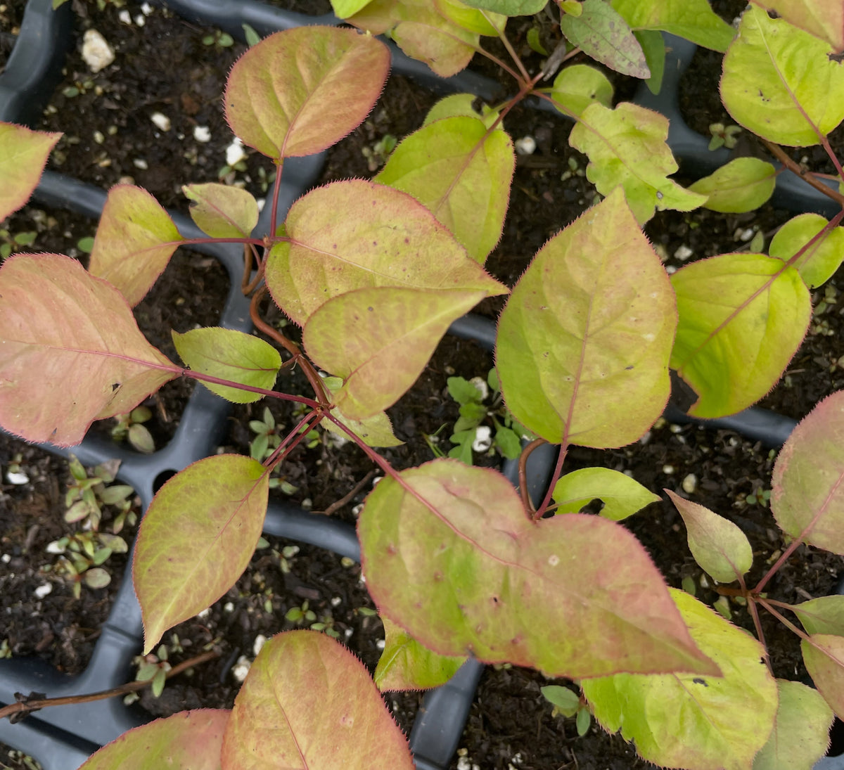Ussurian pear seedlings in late summer, image 1 of 3