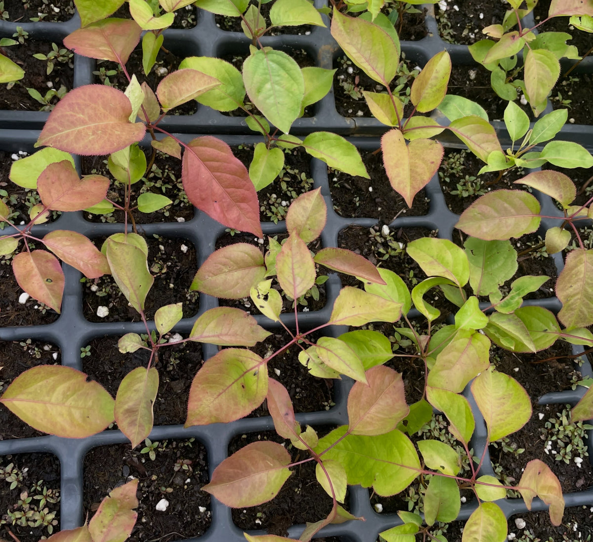 Ussurian pear seedlings in late summer, image 2 of 3