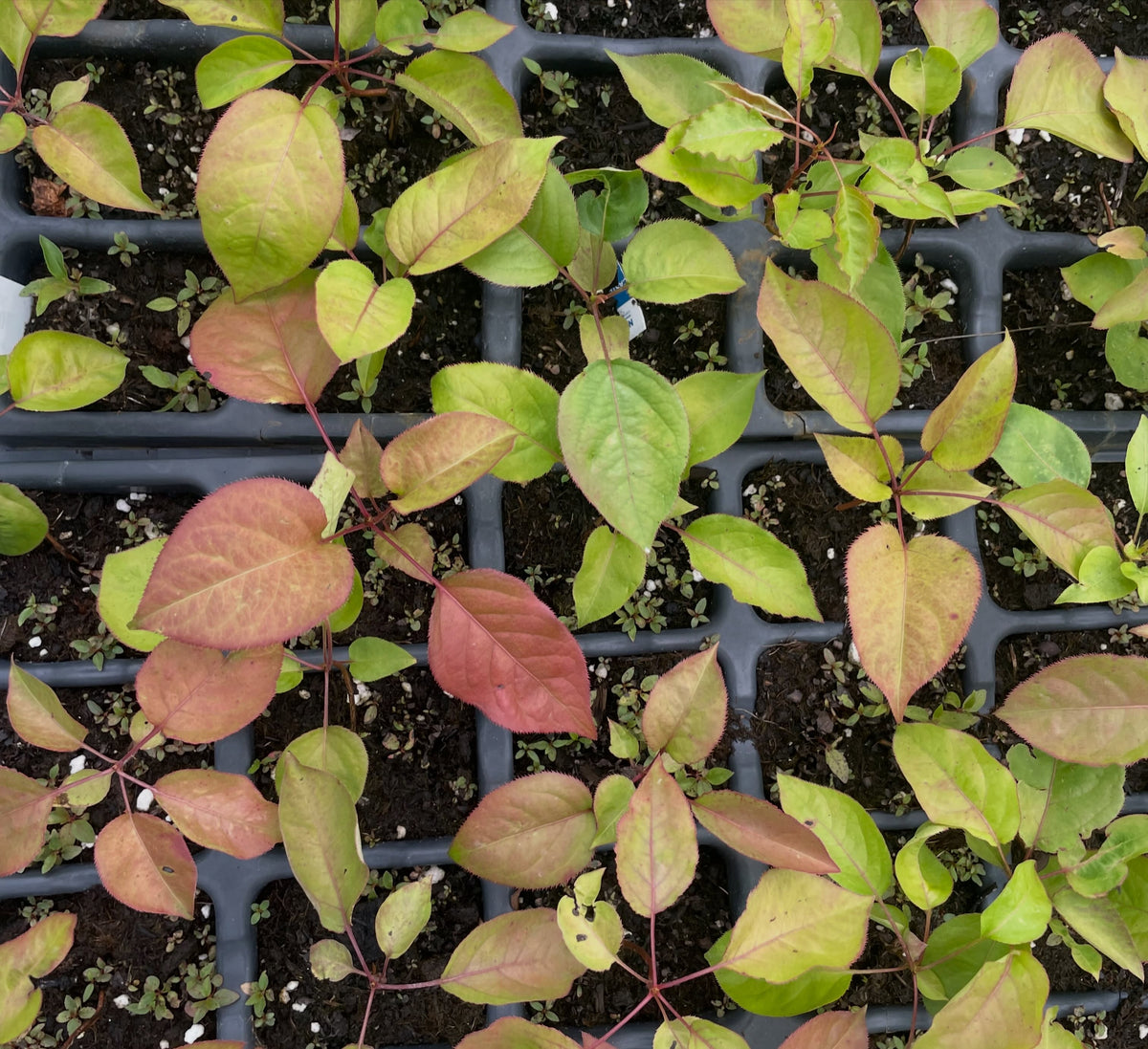 Ussurian pear seedlings in late summer, image 3 of 3