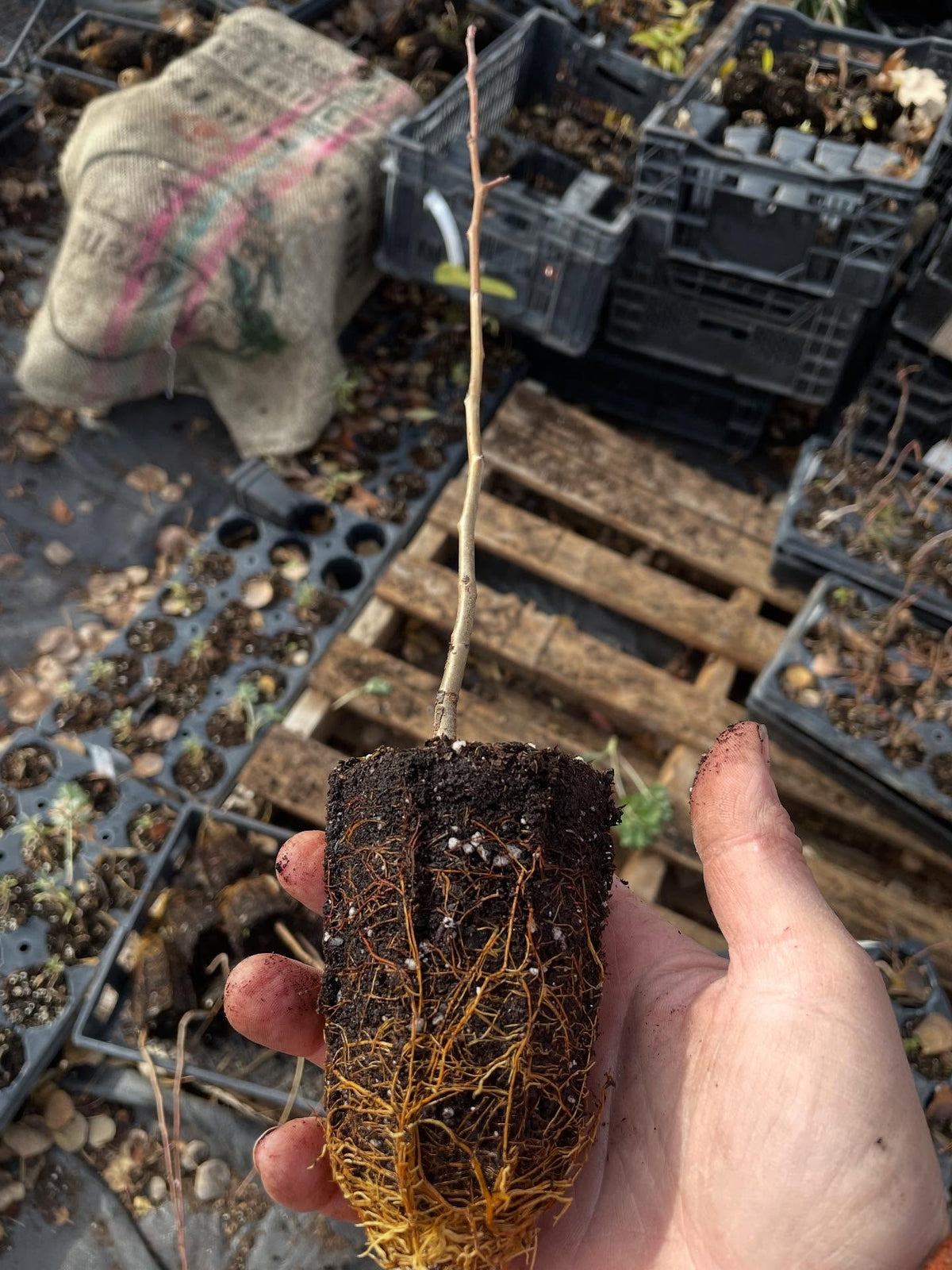 ussurian pear started in large plug trays, image 1 of 3