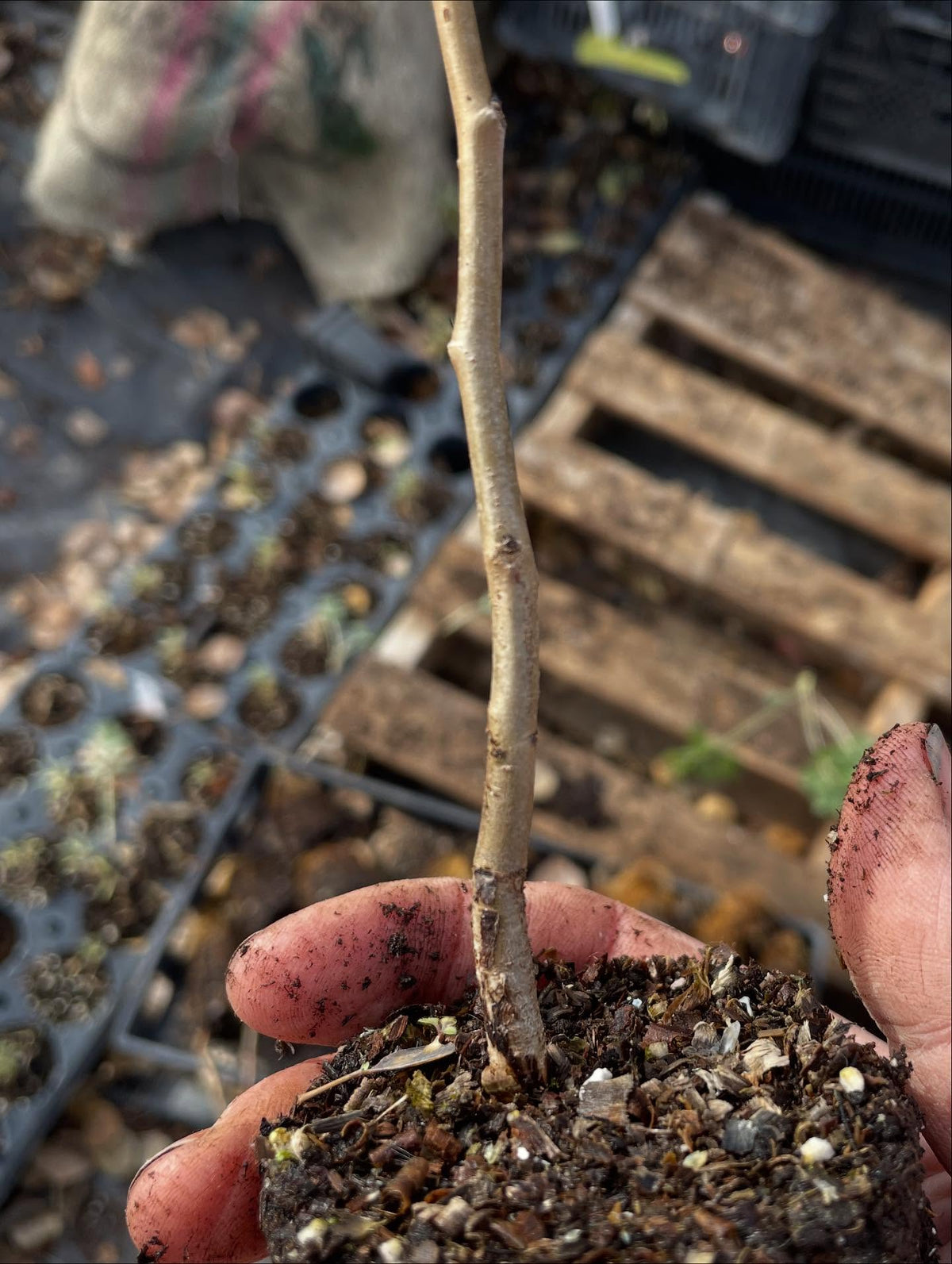 ussurian pear started in large plug trays, image 2 of 3