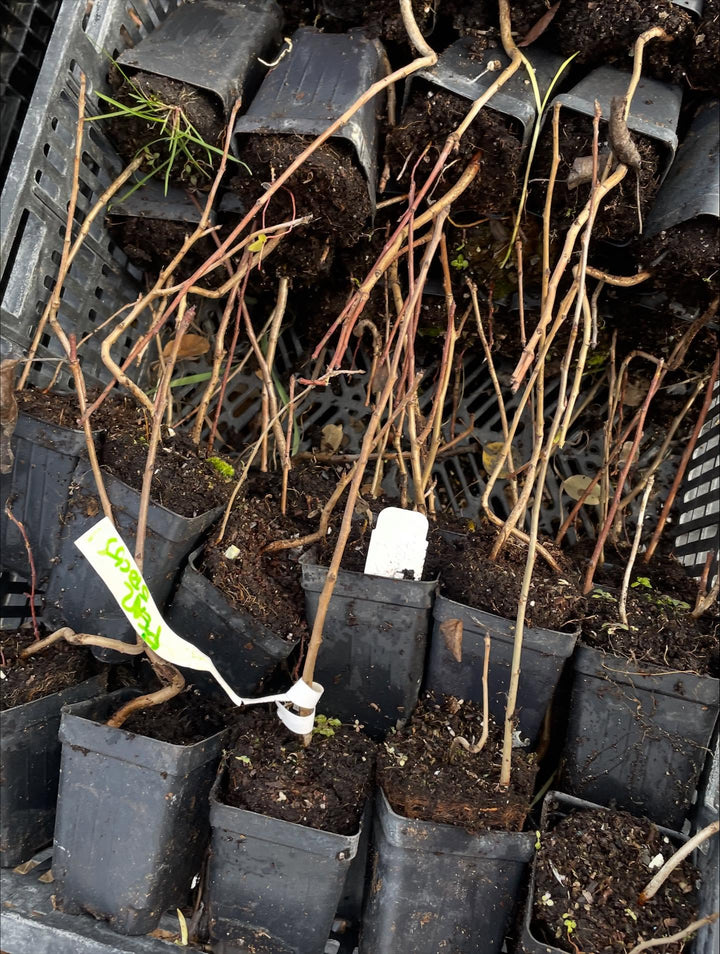 ussurian pear started in large plug trays, image 3 of 3