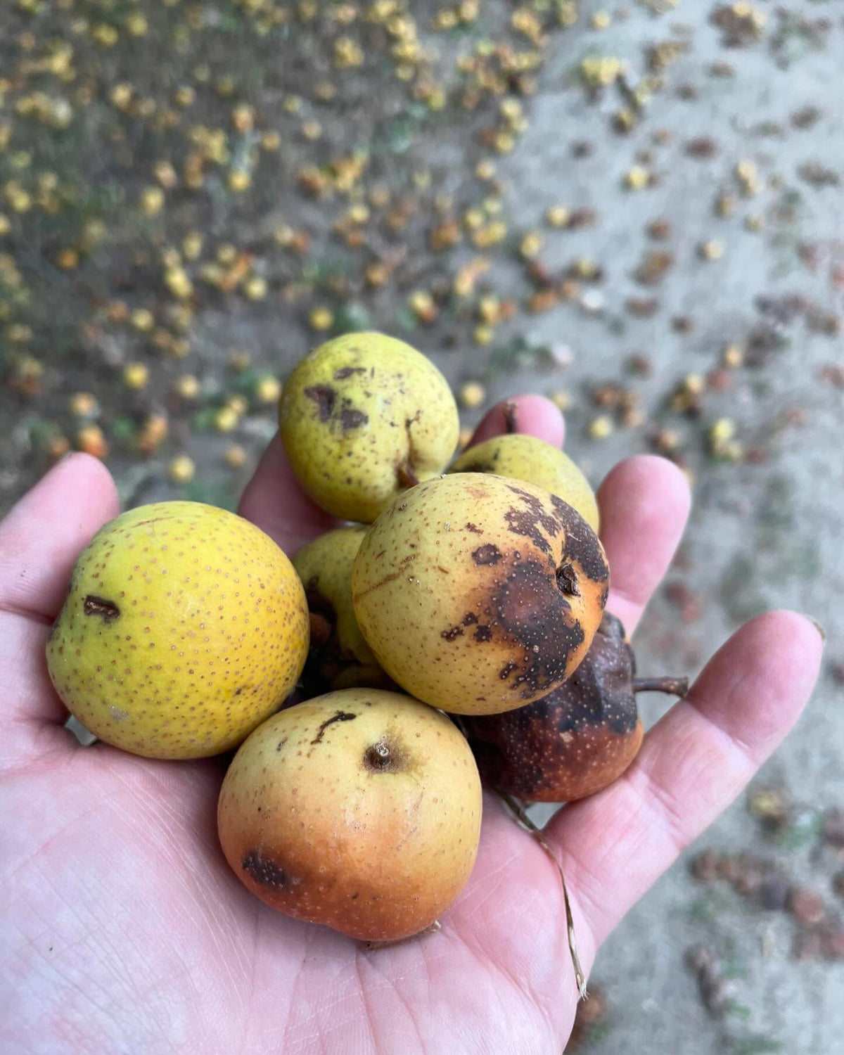 ussurian pears covering this old road, image 3 of 4