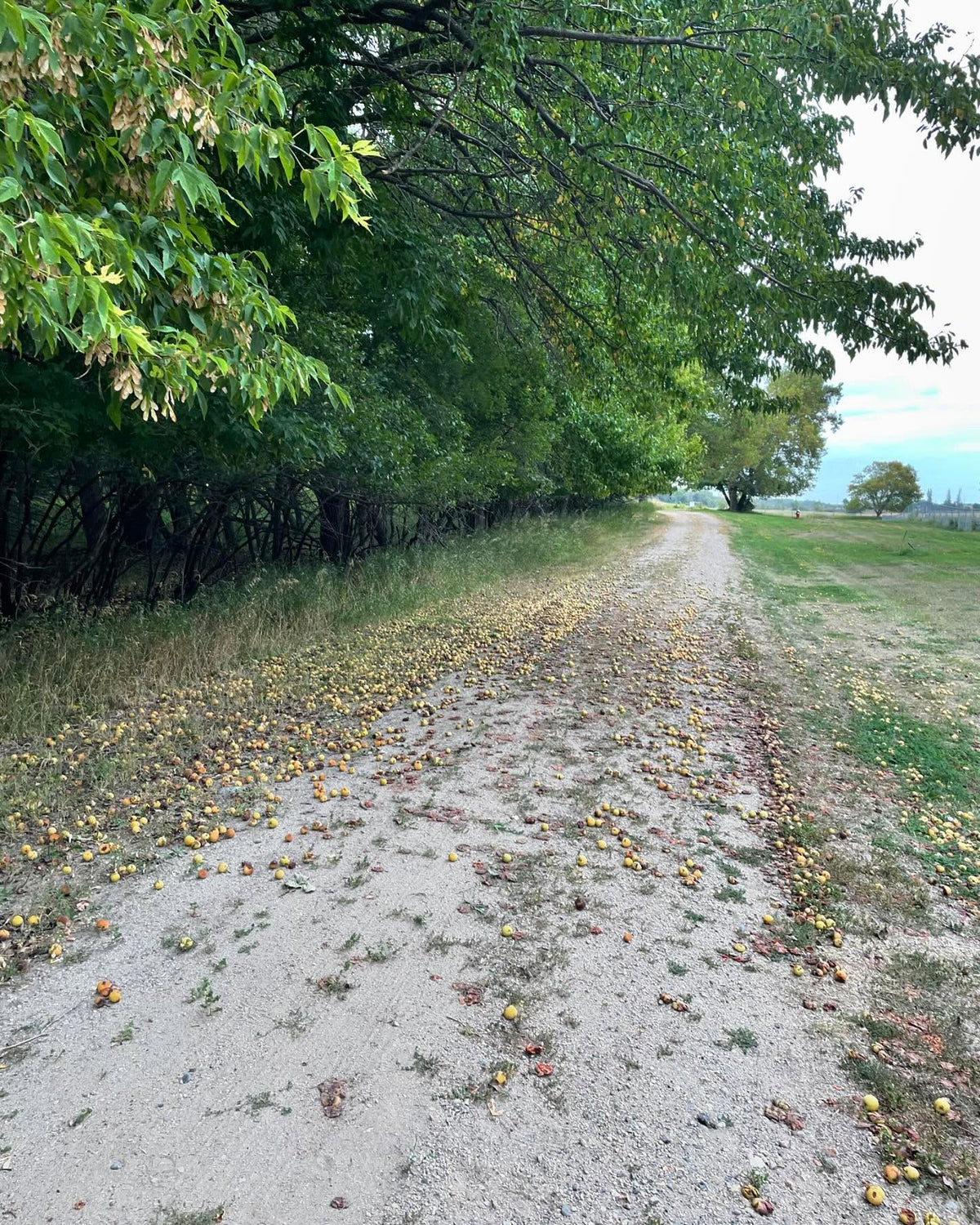 ussurian pears covering this old road, image 4 of 4