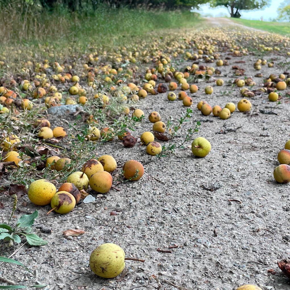 ussurian pears from a row of old trees, collected for seedling rootstocks
