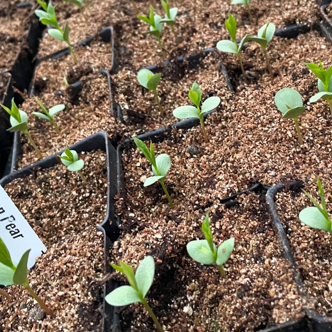 ussurian pears on about day 7 from germination are getting their first leaves
