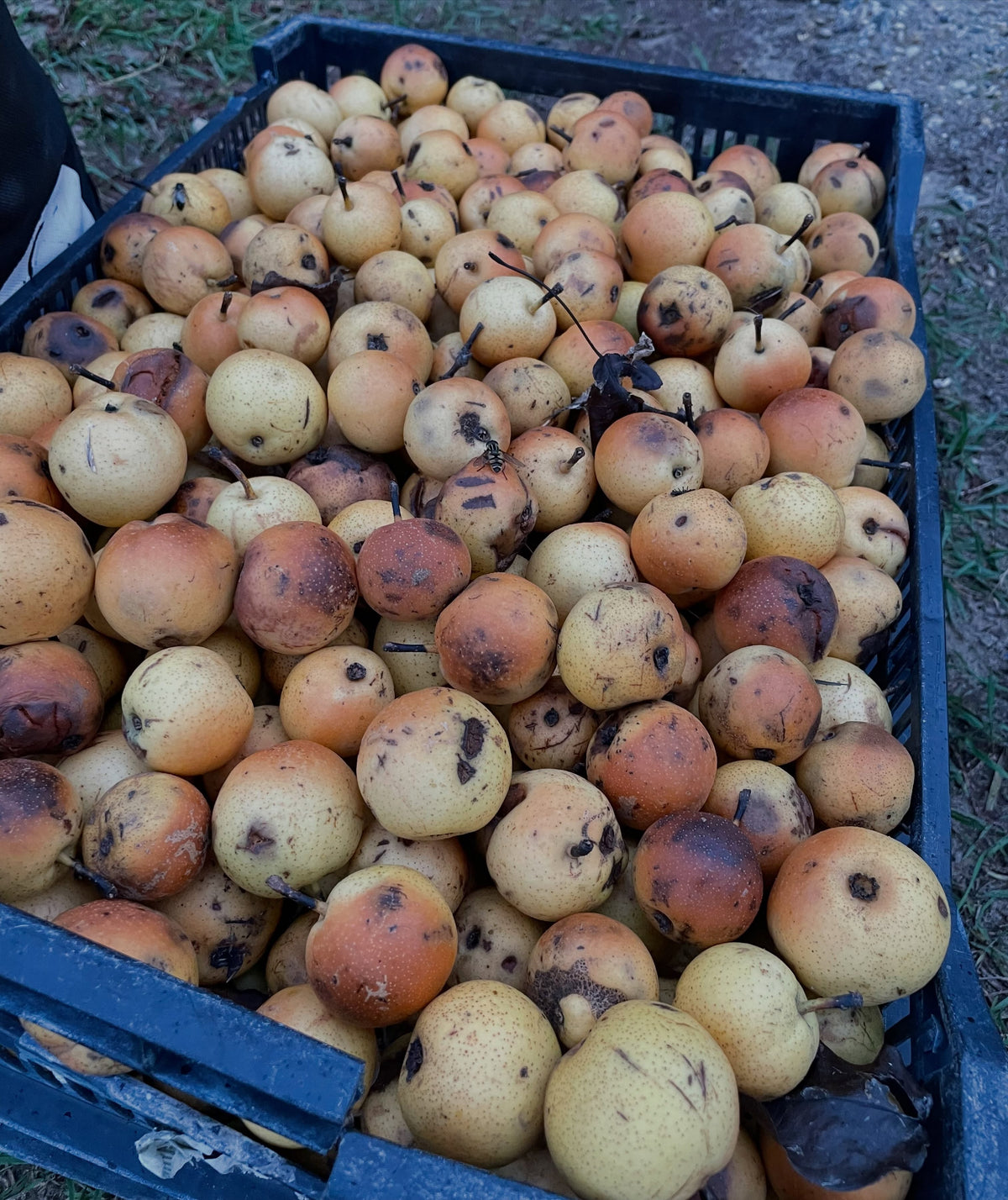 Une caisse bleue remplie de petites poires d’Oussouri rondes passant du jaune à l’ambre, dont beaucoup ont des taches foncées.