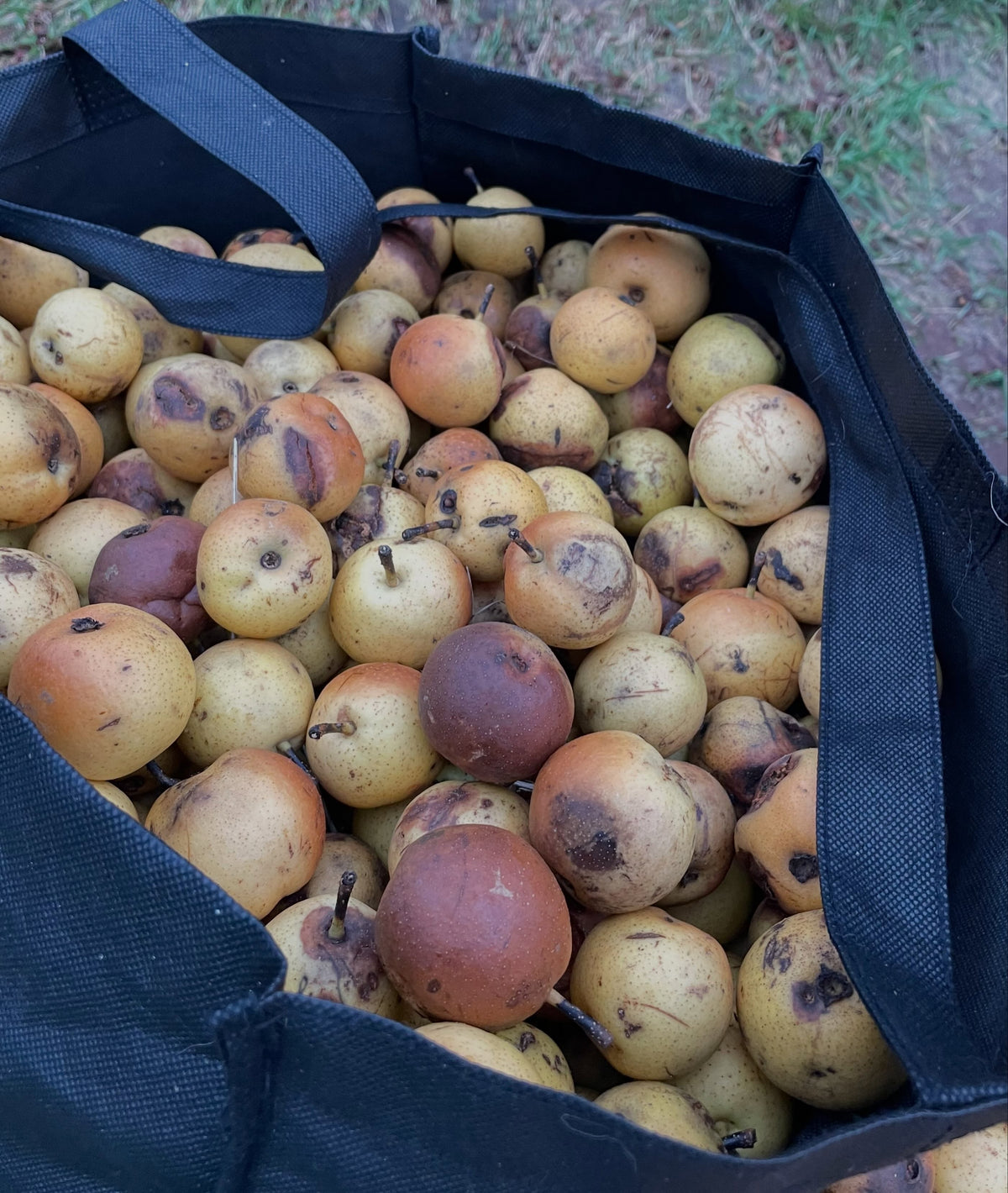 Un sac fourre-tout en tissu noir rempli de petites poires d’Oussouri jaunes et ambrées, certaines brunes et molles.