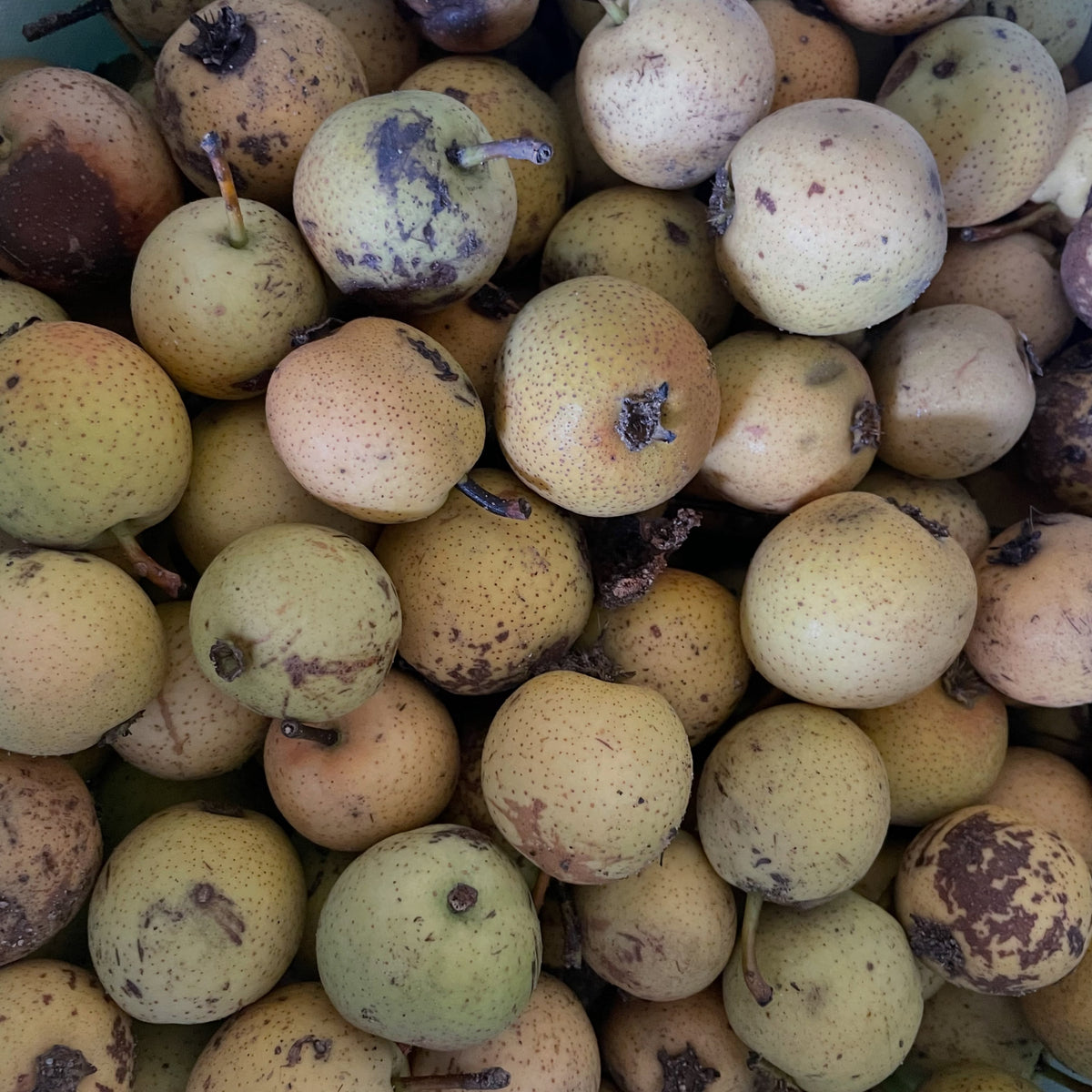 Ussurian pear fruit from nursery rootstock trees, photograph 1 of 2