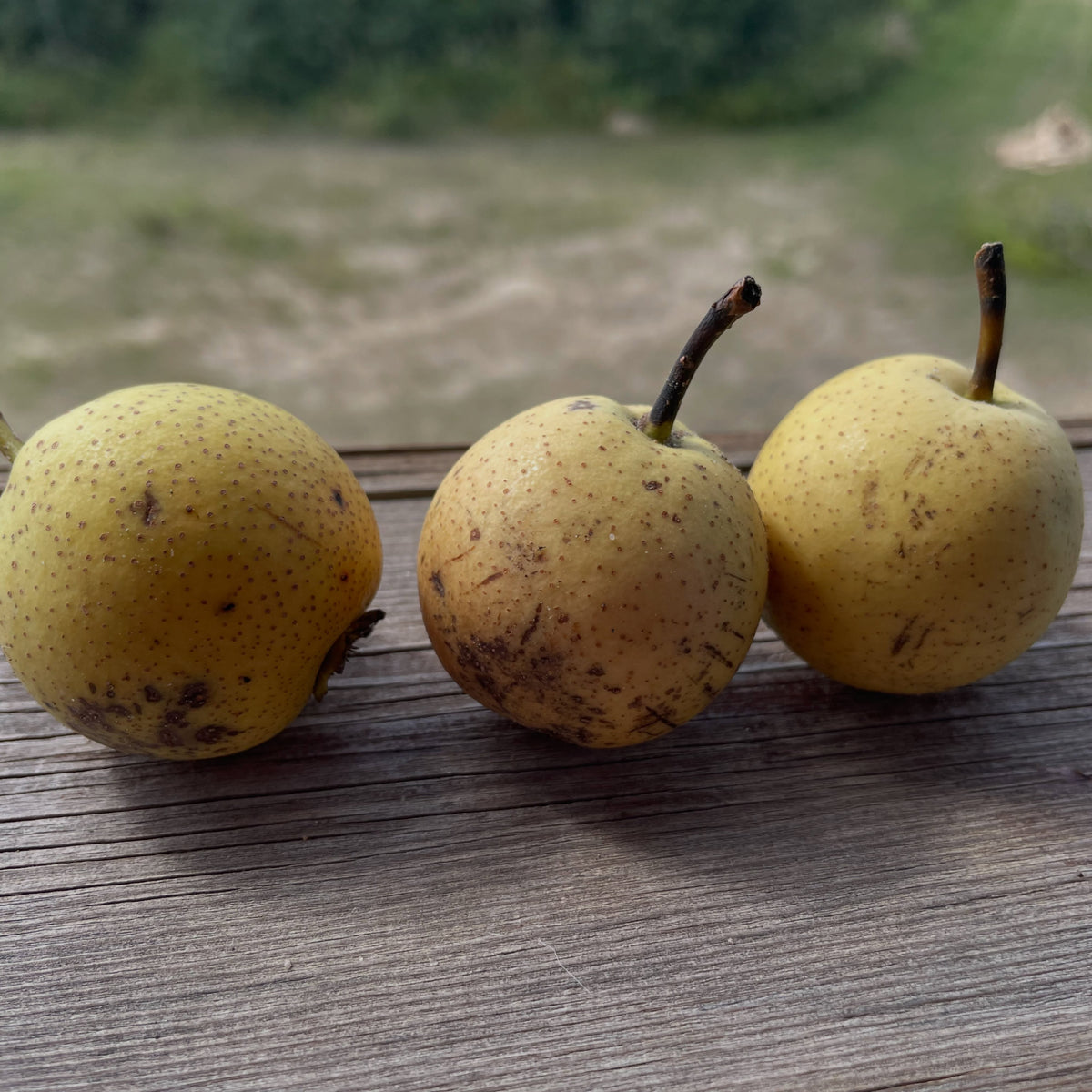 Ussurian pear fruit from nursery rootstock trees, photograph 2 of 2