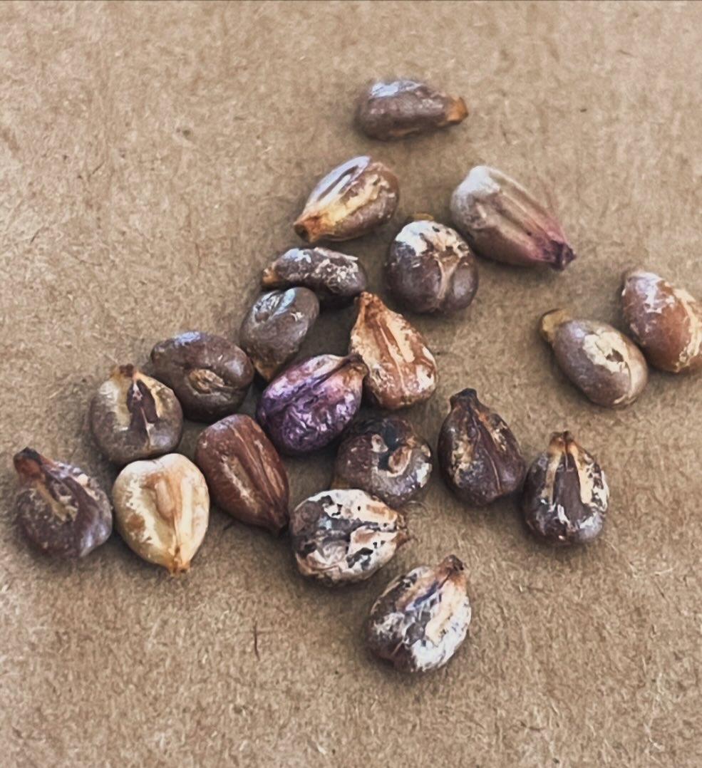 valiant grape seeds