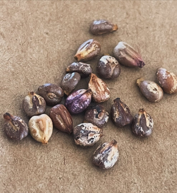 valiant grape seeds