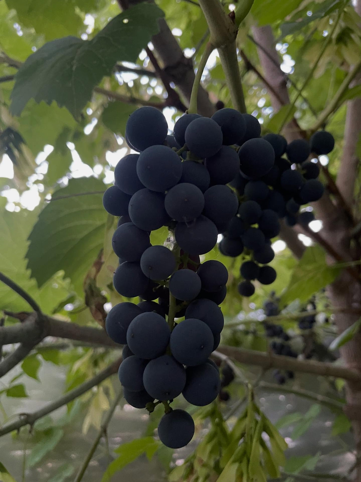 valiant grapes, image 2 of 3