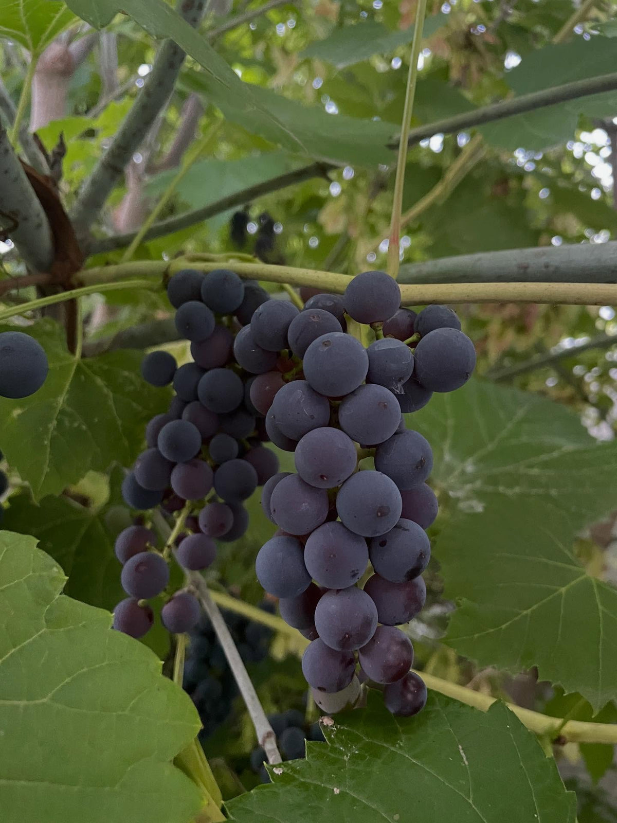valiant grapes, image 3 of 3