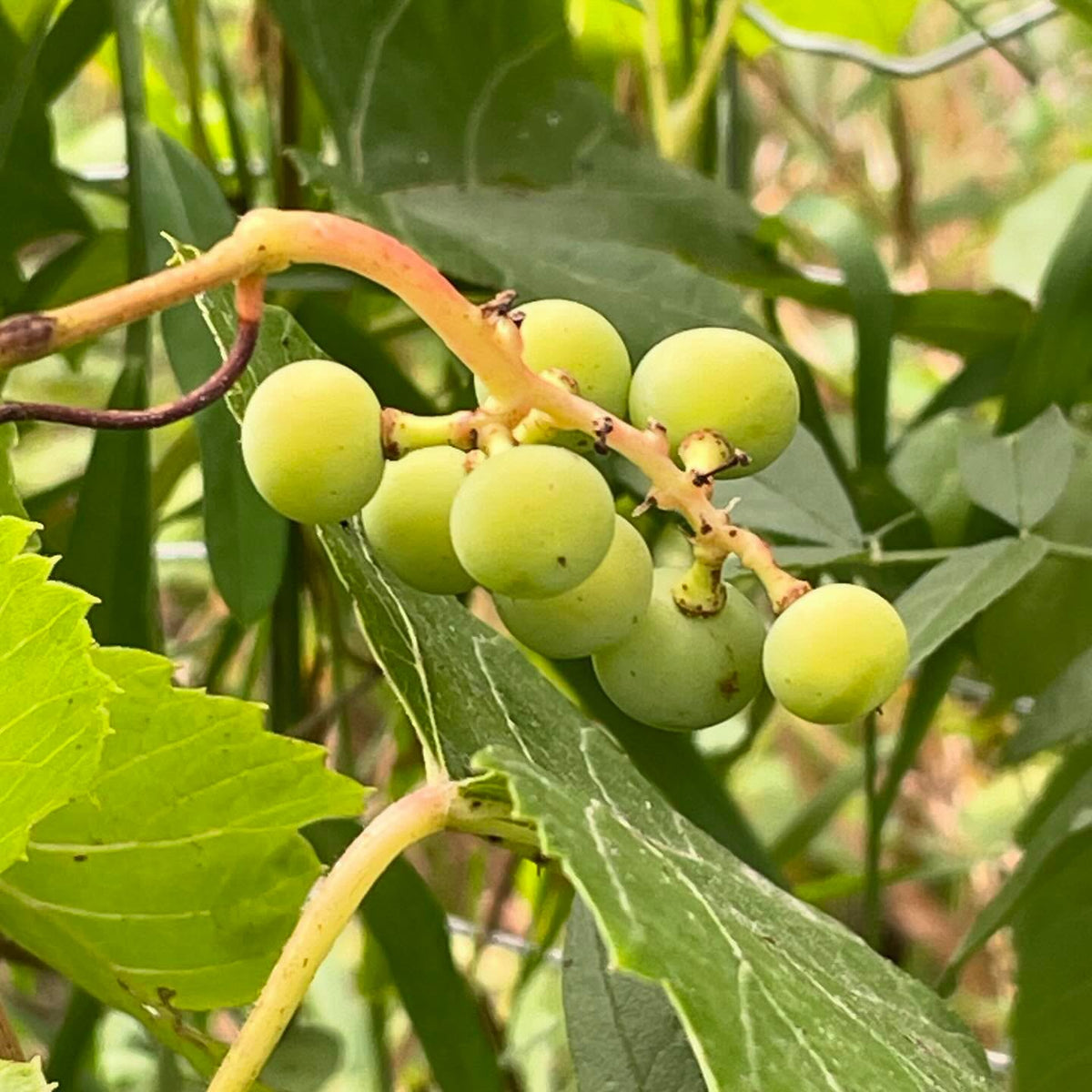 valiant grapes coming along, I finally caged them, image 1 of 3