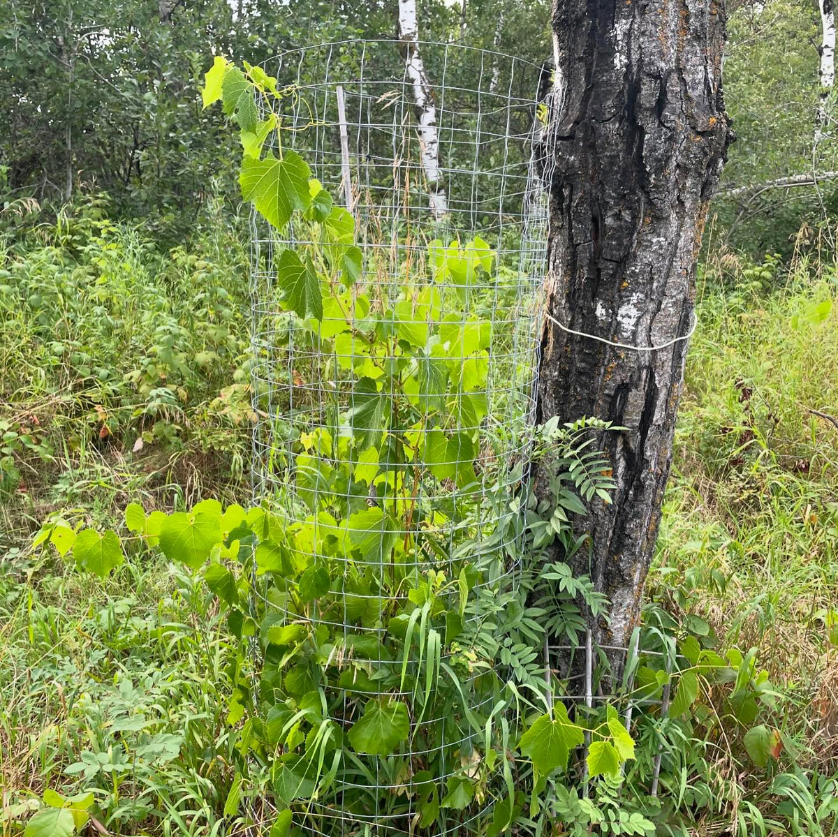 valiant grapes coming along, I finally caged them, image 2 of 3