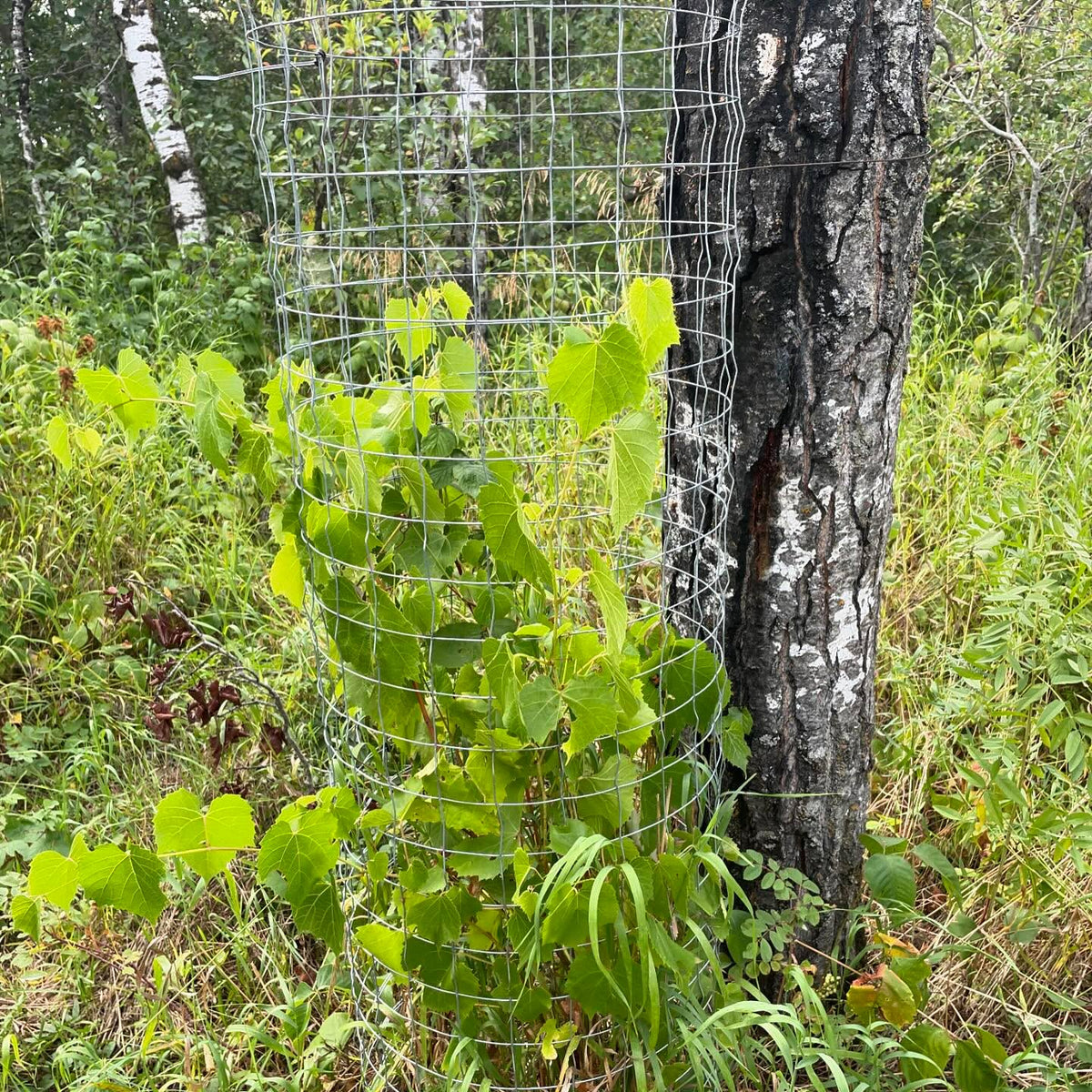 valiant grapes coming along, I finally caged them, image 3 of 3