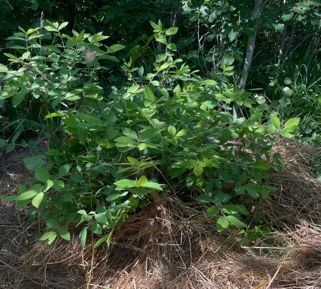 valiant grapes from hardwood collect in early spring, these were on bottom heat for a month in the root cellar,, image 6 of 6