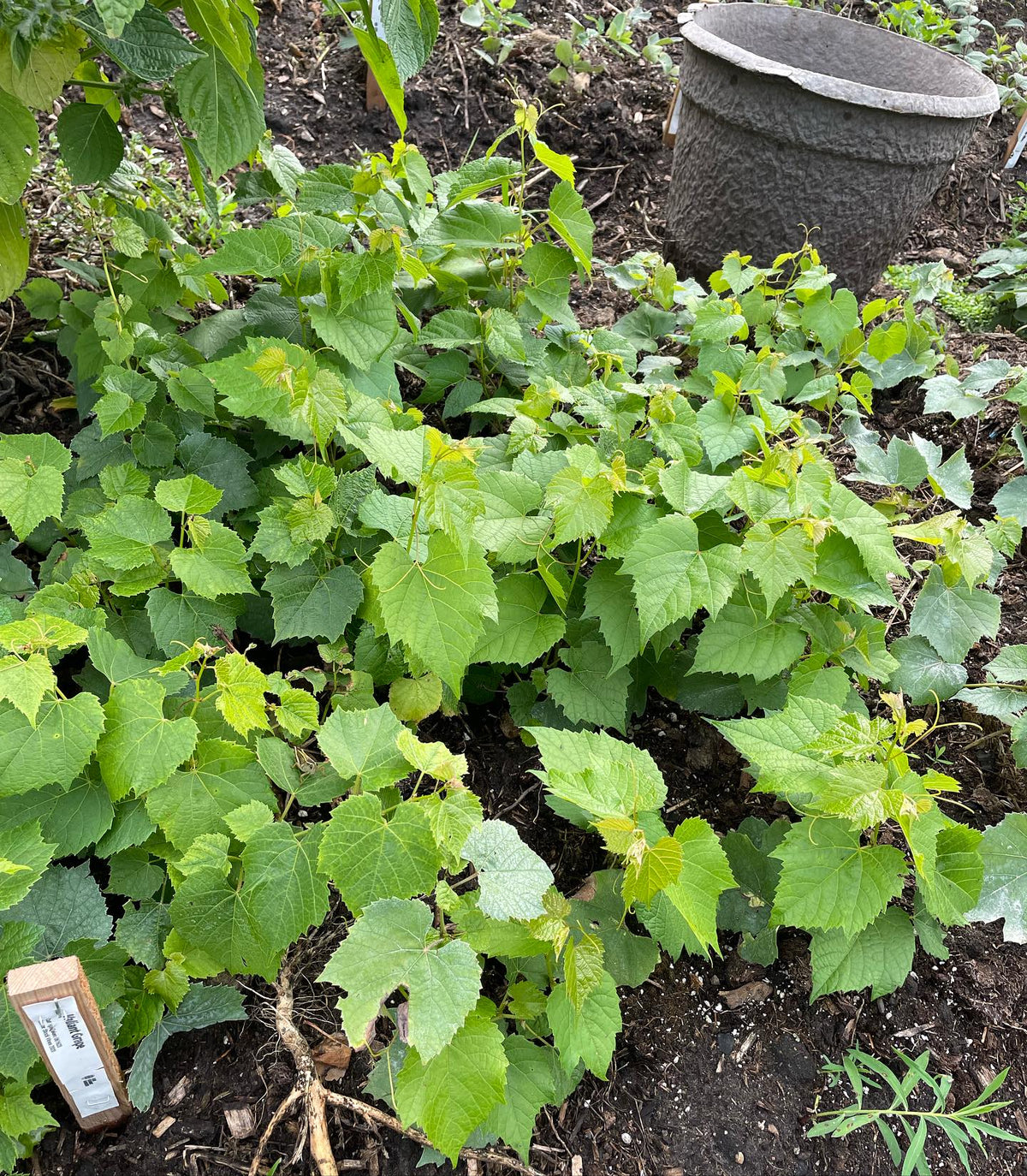 valiant grapes from softwood, I think the earliest ones from june will be large enough to ship in the spring