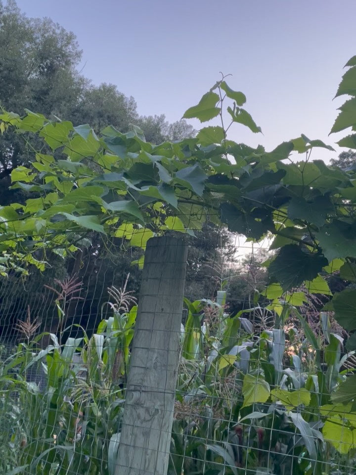 Valiant grapes ripening in mid August, image 1 of 5