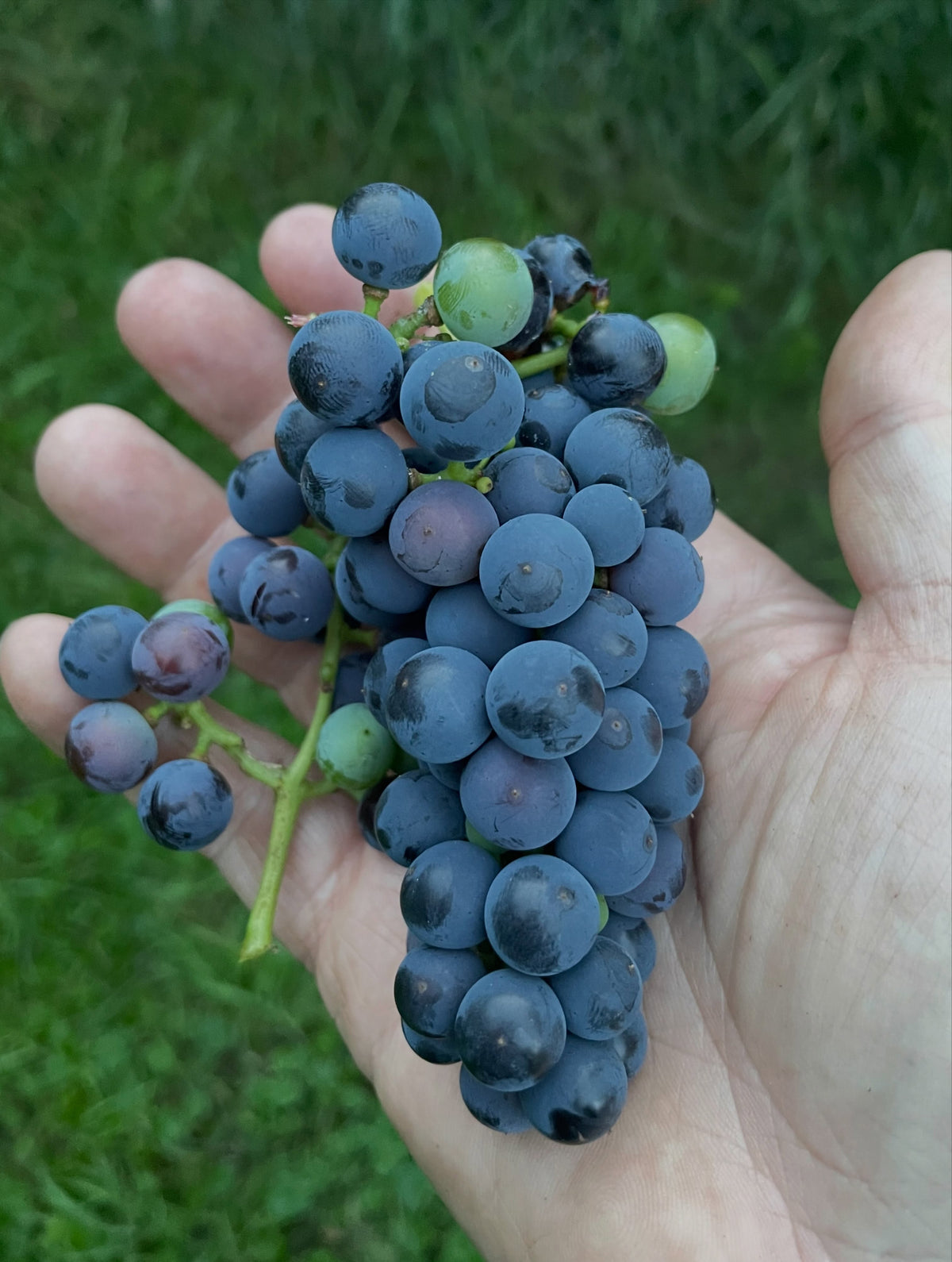 Valiant grapes ripening in mid August, image 2 of 5