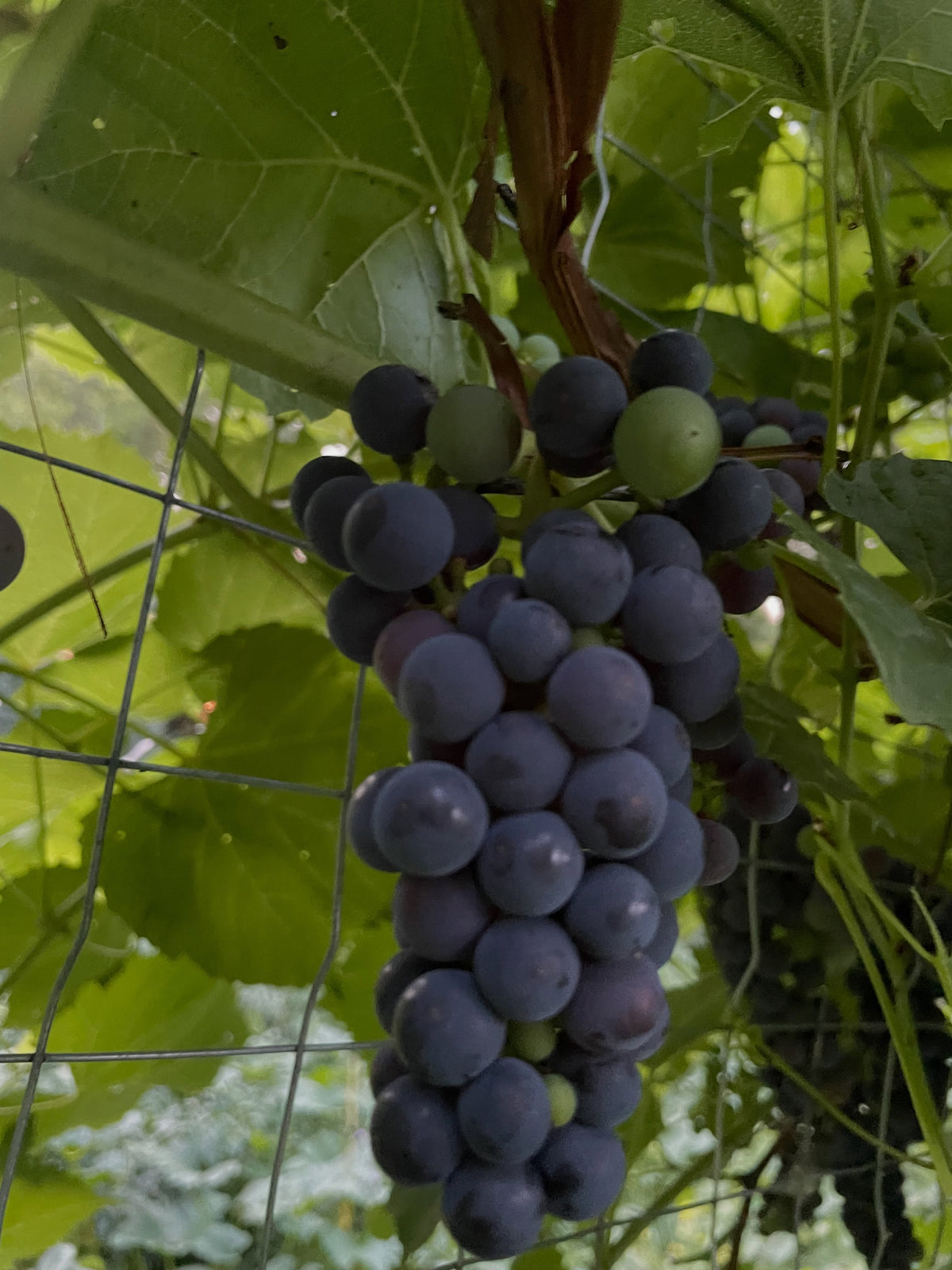 Valiant grapes ripening in mid August, image 3 of 5