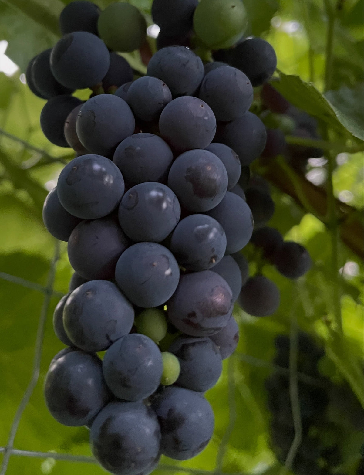Valiant grapes ripening in mid August, image 4 of 5