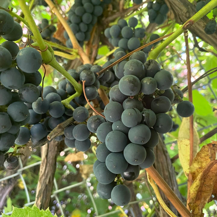 valiant grapes, perfectly ripe and tasting like concord, image 1 of 2