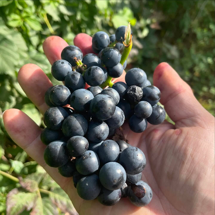 valiant grapes, perfectly ripe and tasting like concord, image 2 of 2