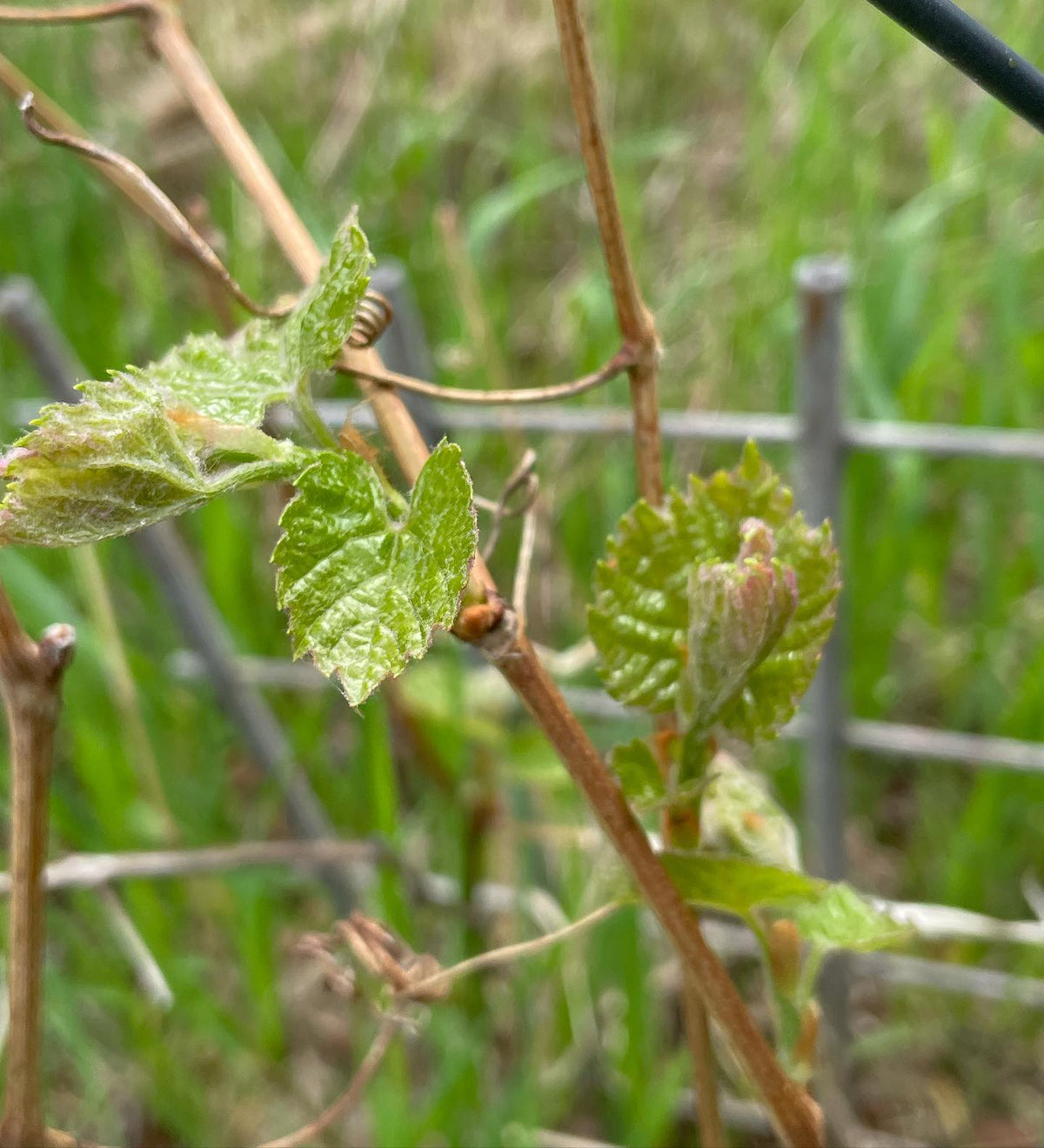 valiant grapes waking up