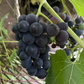 Valiant Grape Seeds (Vitis riparia x Fredonia) - Cold Hardy Table Grape - Zone 3 - 30+ Seeds