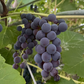 Valiant Grape Seeds (Vitis riparia x Fredonia) - Cold Hardy Table Grape - Zone 3 - 30+ Seeds
