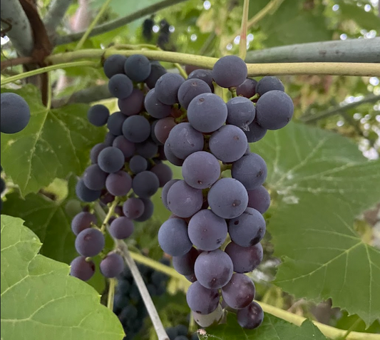 Valiant Grape Seeds (Vitis riparia x Fredonia) - Cold Hardy Table Grape - Zone 3 - 30+ Seeds