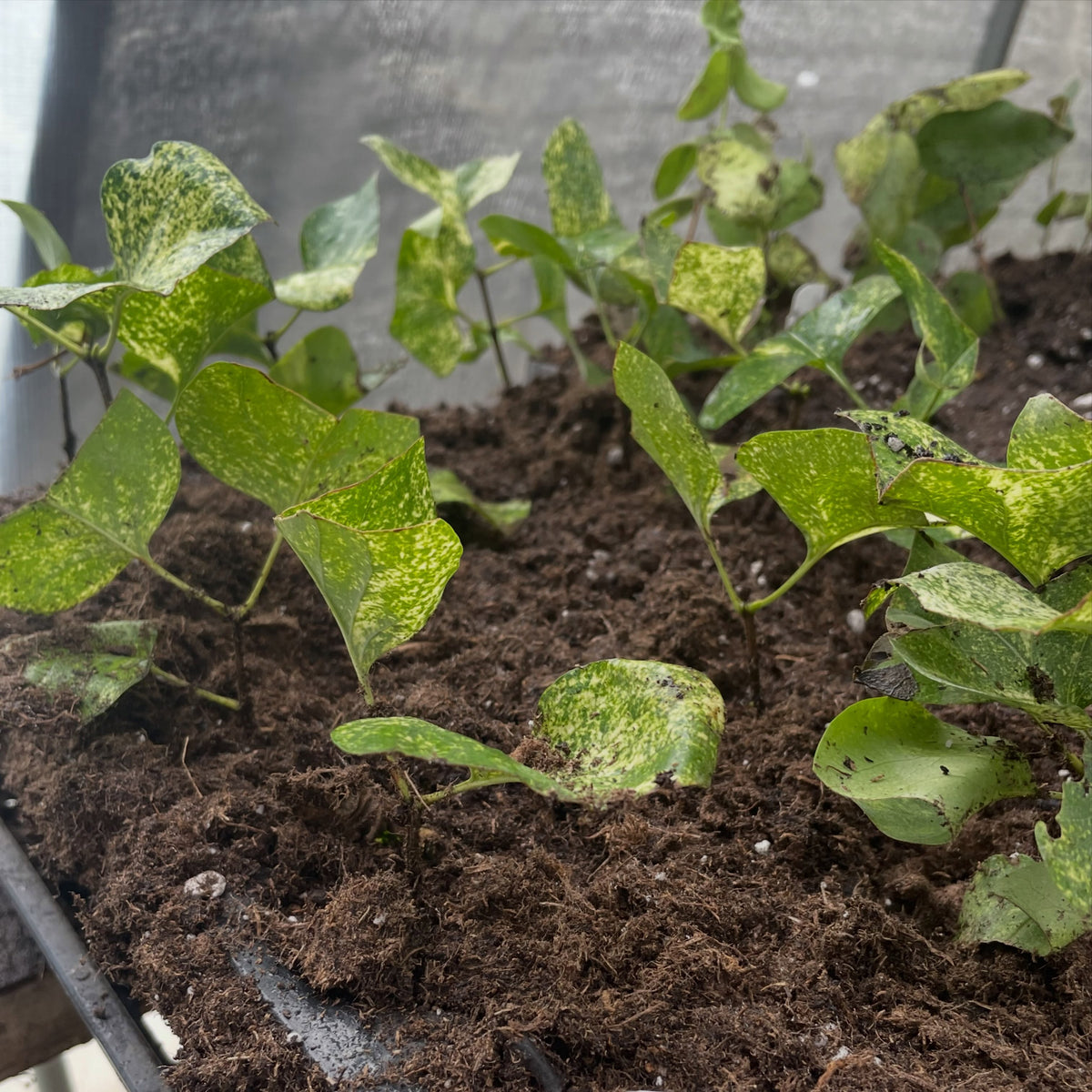 Variegated lilac conservation project, image 1 of 5