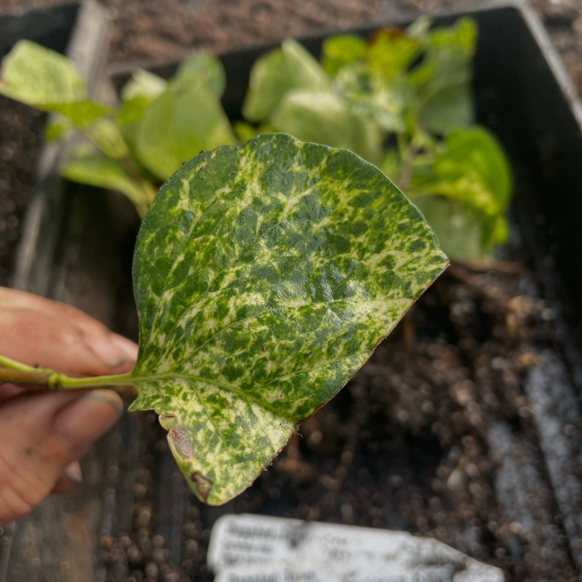 Variegated lilac conservation project, image 2 of 5