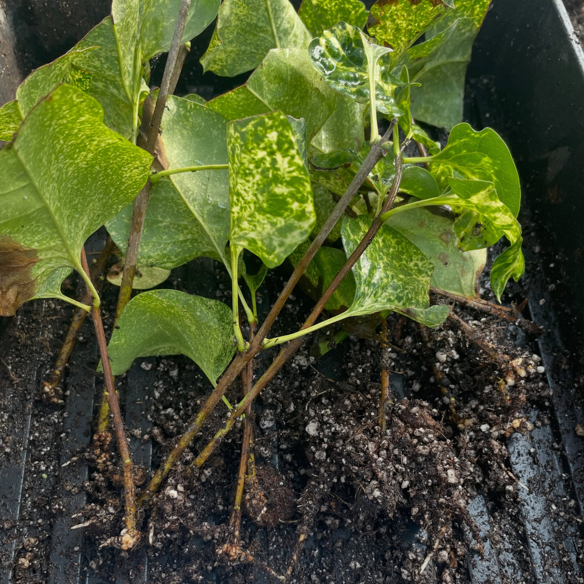 Variegated lilac conservation project, image 3 of 5