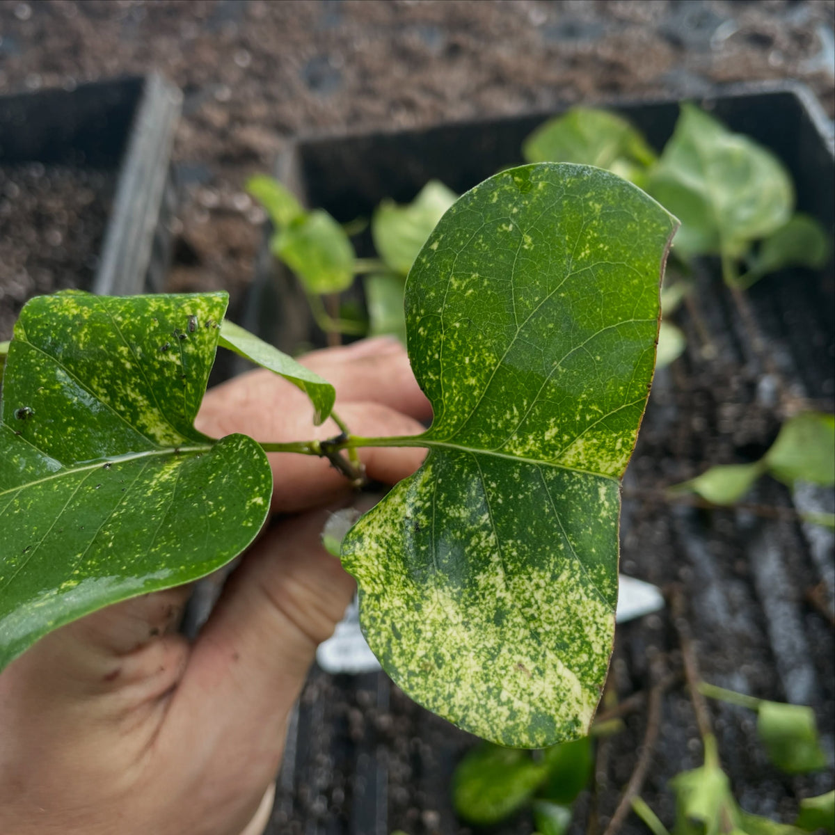 Variegated lilac conservation project, image 4 of 5