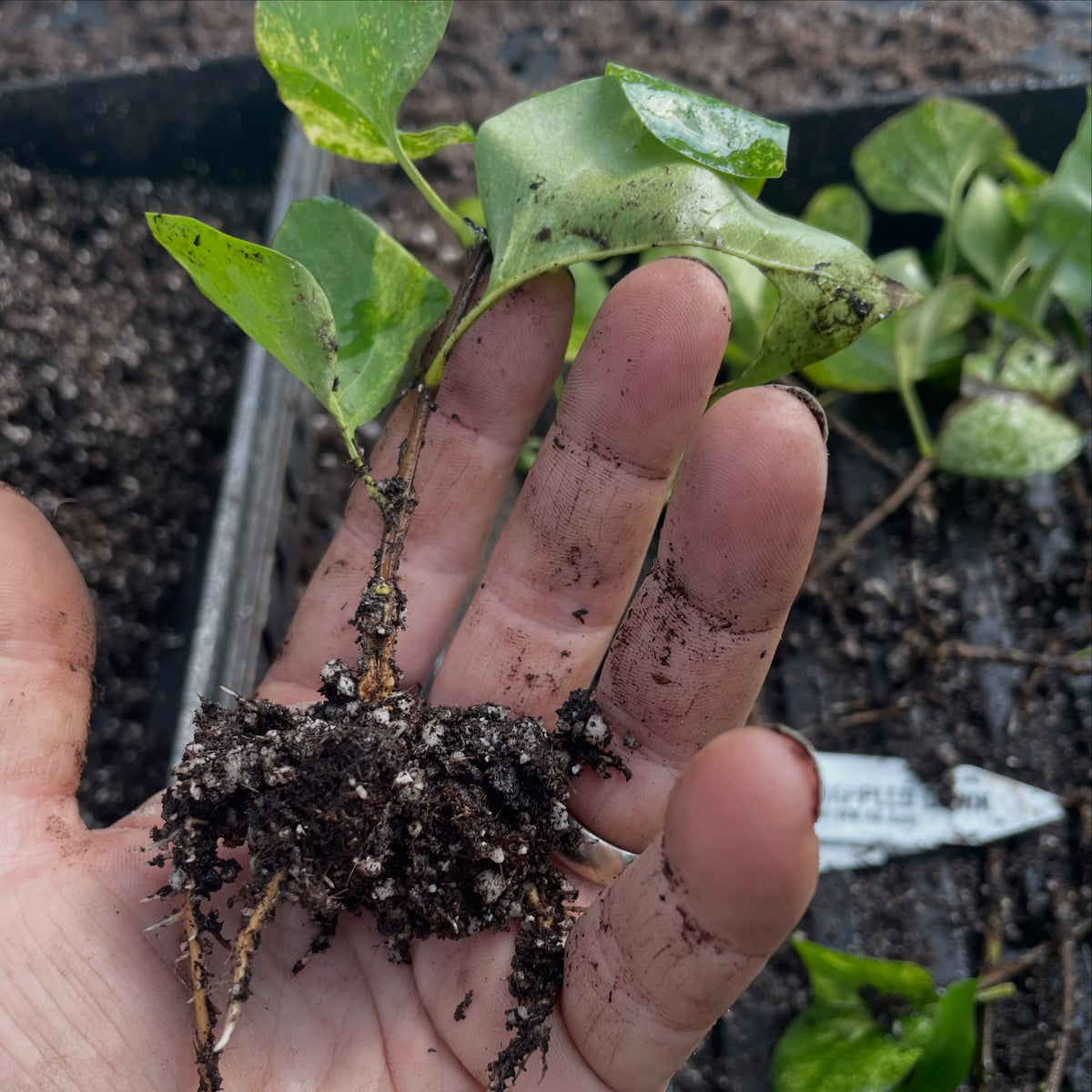 Variegated lilac conservation project, image 5 of 5