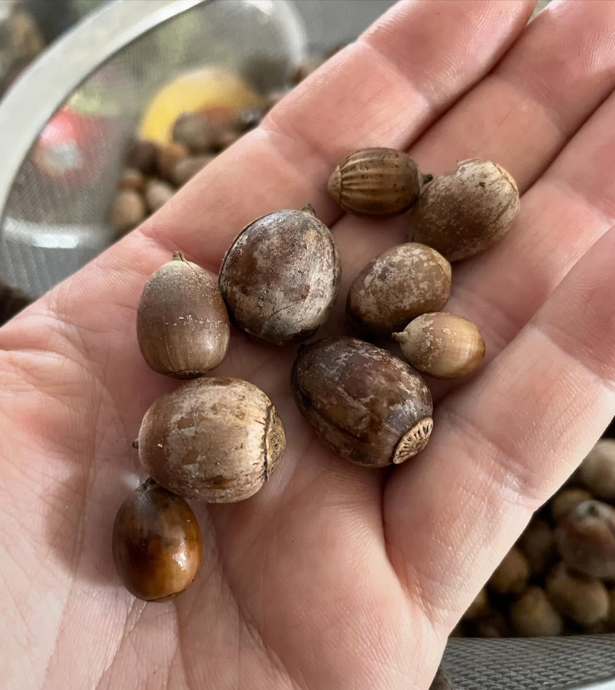 various Bur oak acorns